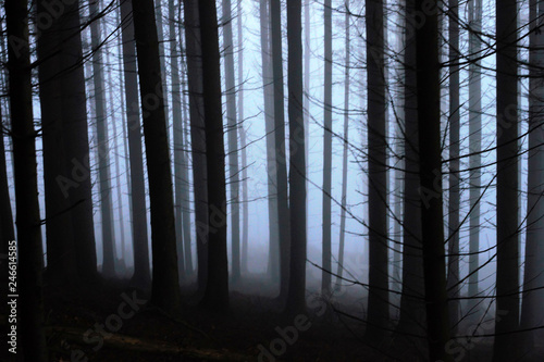 Coniferous forest in the winter fog.