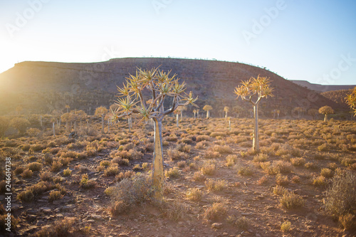 Landscape and close up images of quiver trees in the ancient quiver tree forest in Nieuwoudtville in the Northenr cape of south africa photo