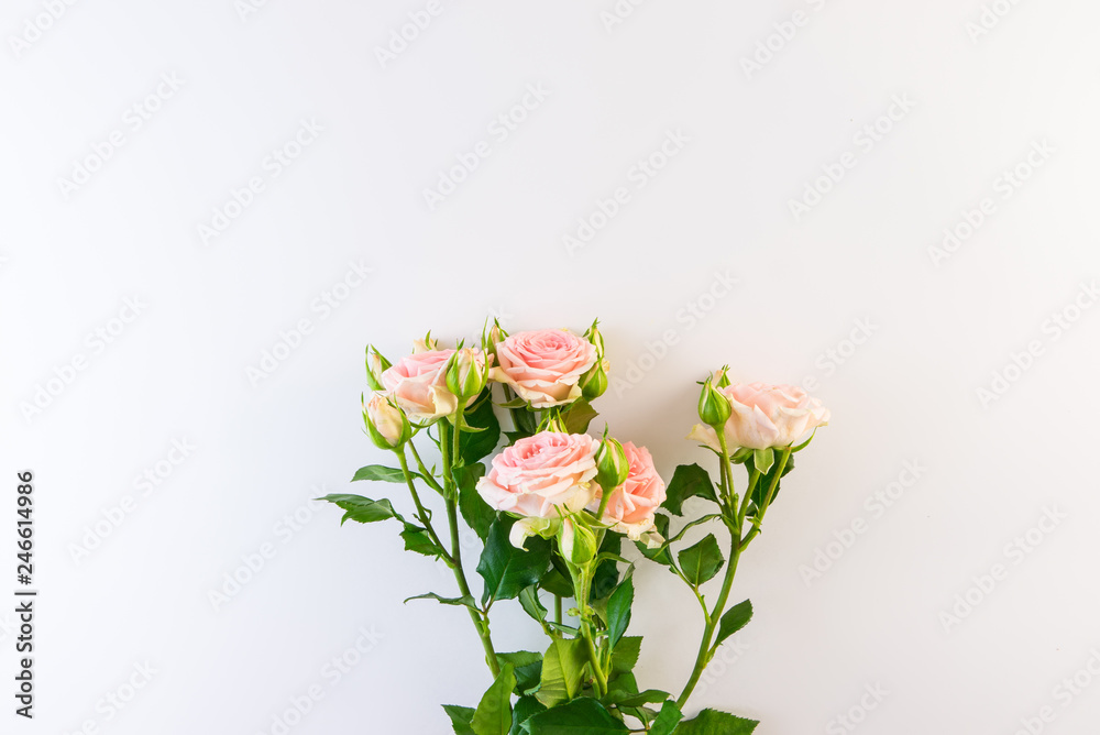 Pink roses on white background.