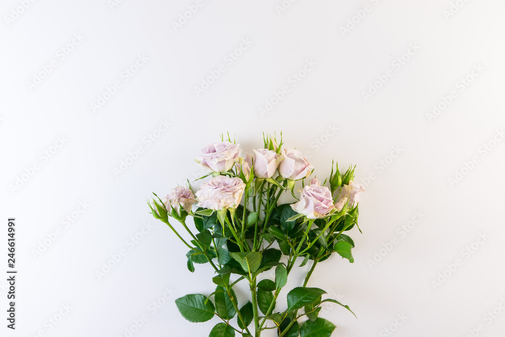 Soft purple roses on white background. Soft purple roses on white background.