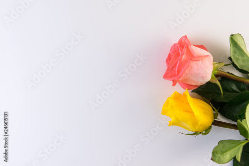 Pink and yellow roses on white background.