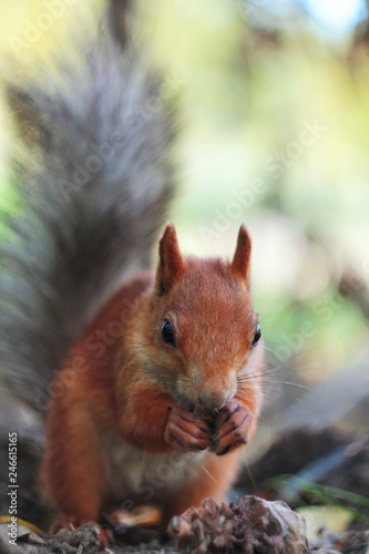 Red squirrel having lunch