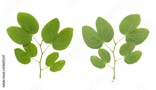 Set of Leaves isolated on a white background.