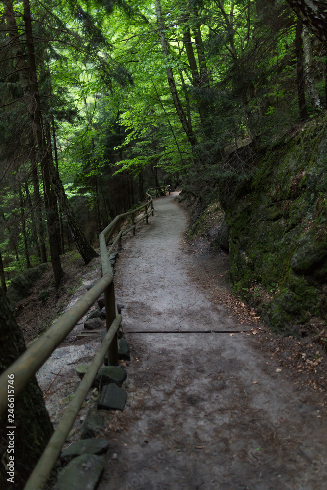 Path in the woods