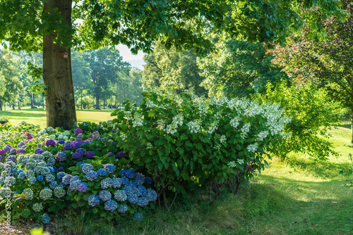 blossoming hydrangea bushes in a park
