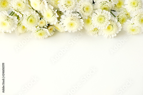Delicate flowers on a white background. Macro. Design of chrysanthemum flowers on a white background. Flowers in spring and summer.