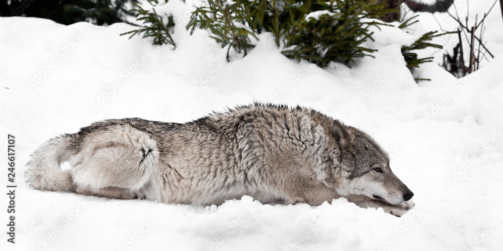 Obraz premium The wolf (female wolf) lies thoughtfully stretched out on the snow.