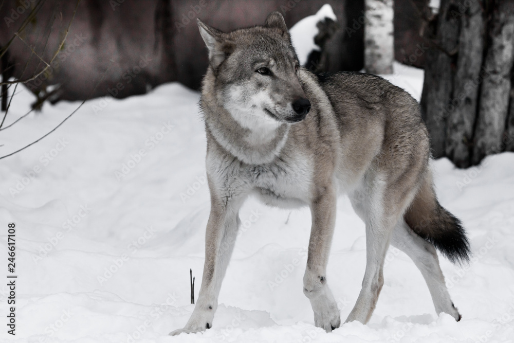 The wolf jumps out and thinks where to run, against the backdrop of trees. The wolf jumps out and thinks where to run, against the backdrop of trees.