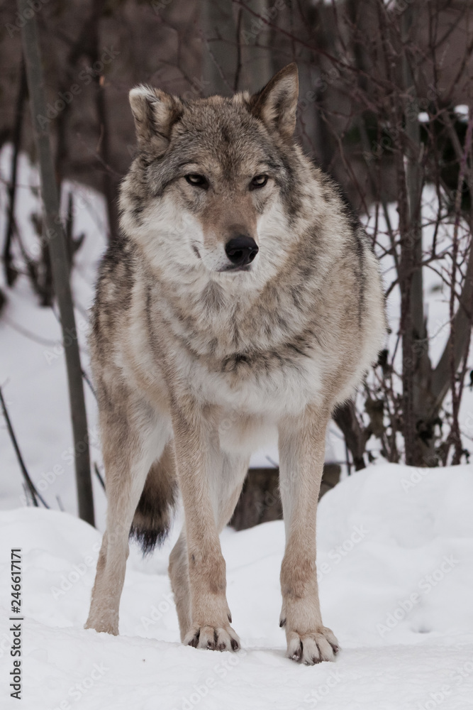 powerful wolf stands proudly and looks forward (full face) on the snow in winter.