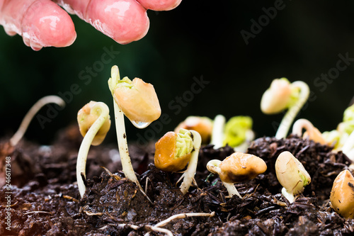 People hands watering young plants seeding growing on fertile soil for agriculture in garden. Concept of new development for business leadership and strong in future for takecare