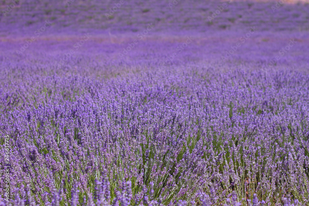 Purple lavender landscape