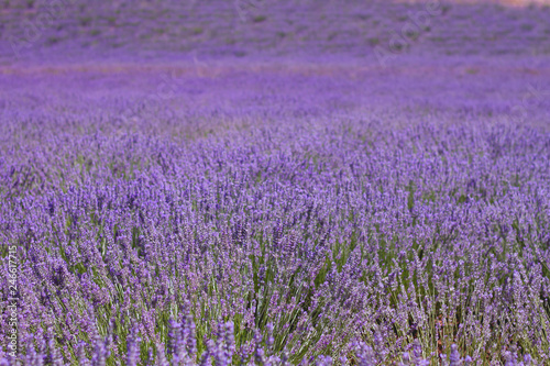 Purple lavender landscape