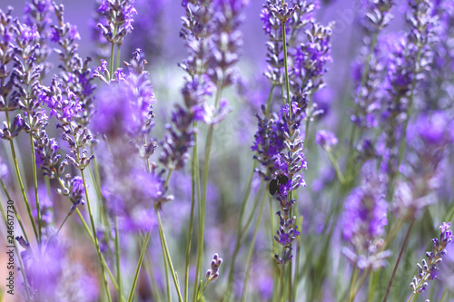 Detail of lavender flowers