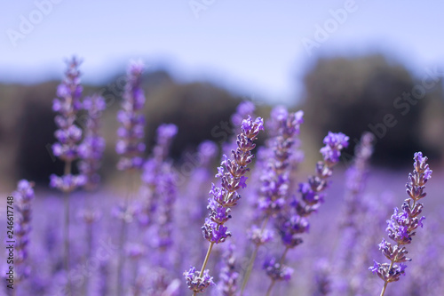 Fototapeta Naklejka Na Ścianę i Meble -  Detail of lavender flowers