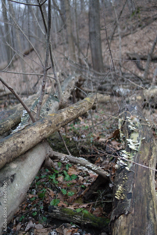Forest scene fallen trees and logs Forest scene fallen trees and logs