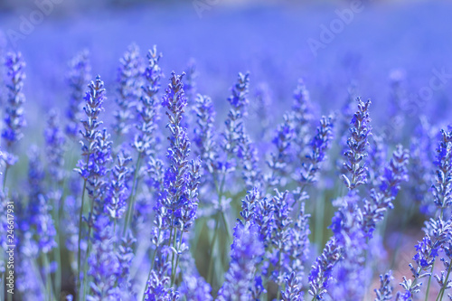Fototapeta Naklejka Na Ścianę i Meble -  Blue lavender close up