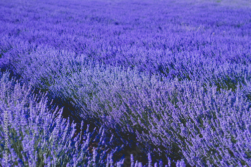 Fototapeta Naklejka Na Ścianę i Meble -  Blue lavender fields