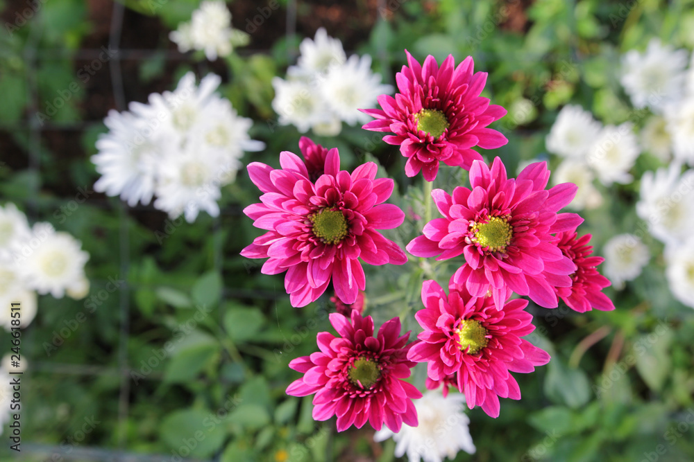 Beautiful multi colored flowers in plantation with the morning light. Beautiful multi colored flowers in plantation with the morning light.