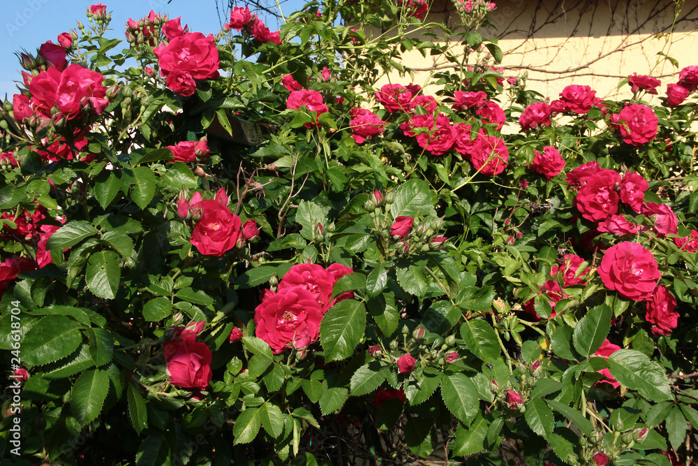 Rote Rosen Rote Rosen