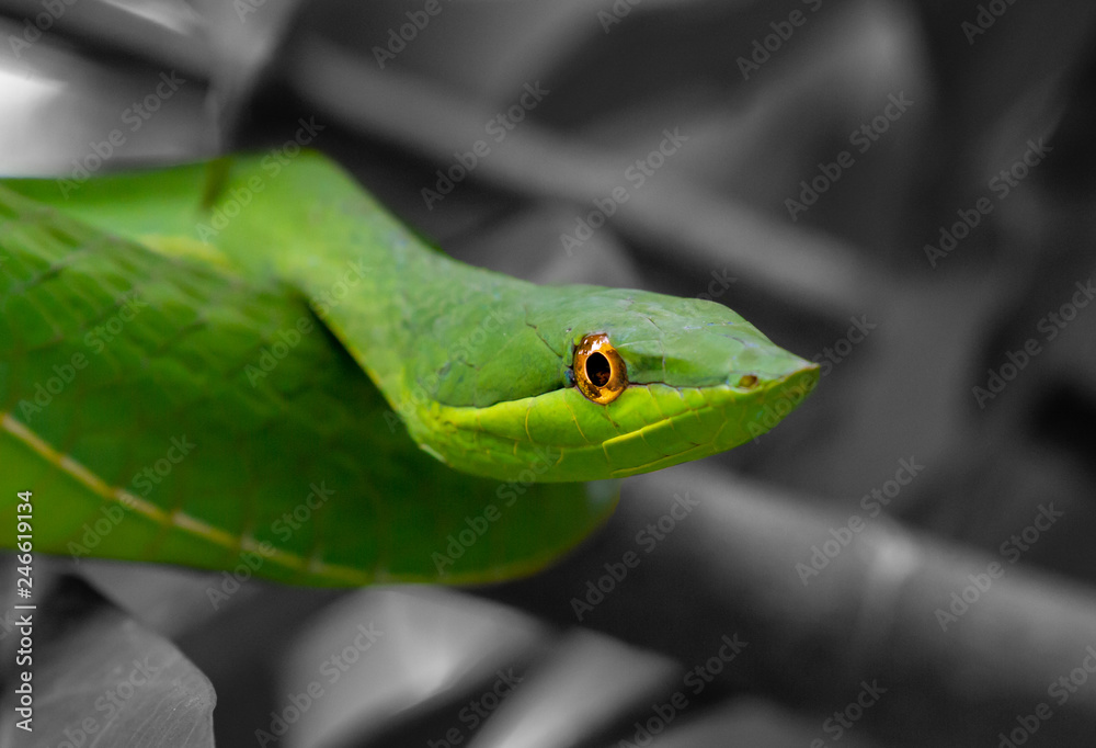 Fototapeta premium green vine snake with black and white background 