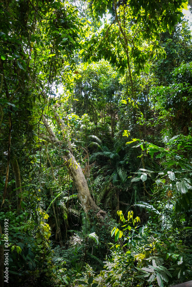 Jungle landscape in the Monkey Forest, Ubud, Bali, Indonesia