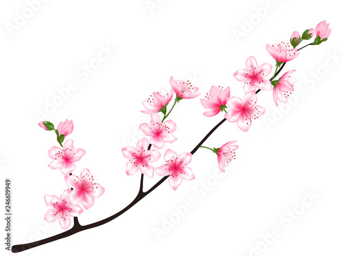 Spring bloom tree branch with pink flowers