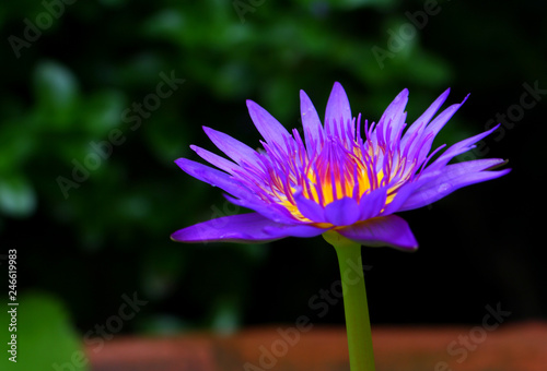 Beautiful purple lotus flowers bloom in the morning