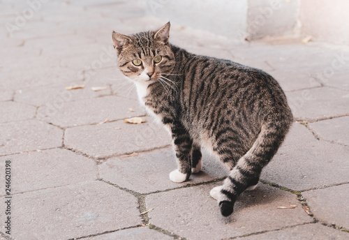 Beautiful homeless cat