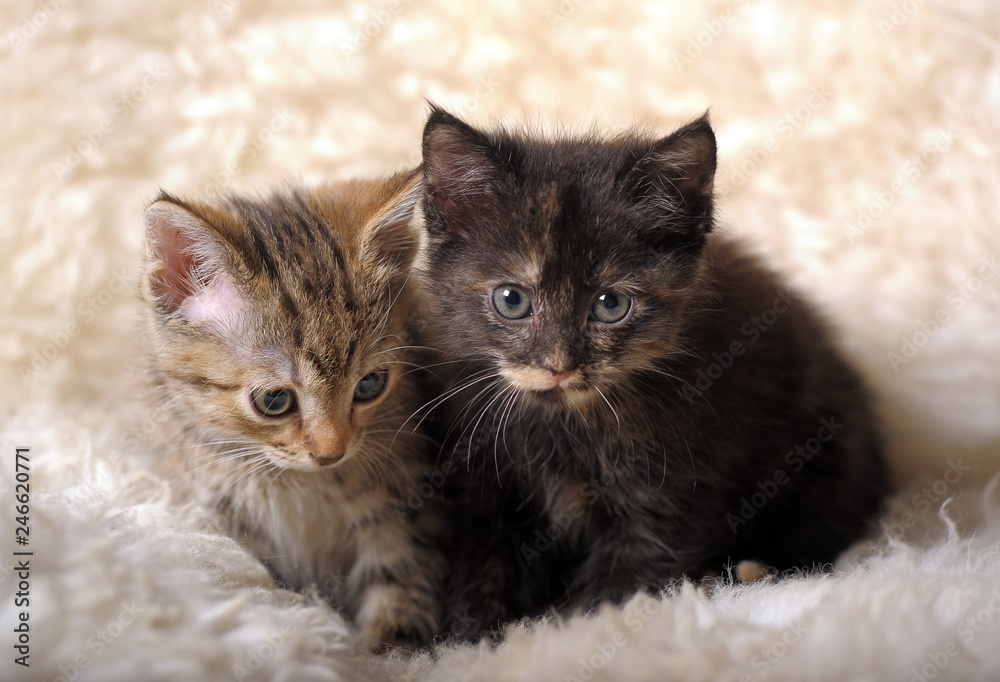 Two adorable one and a half months old kittens