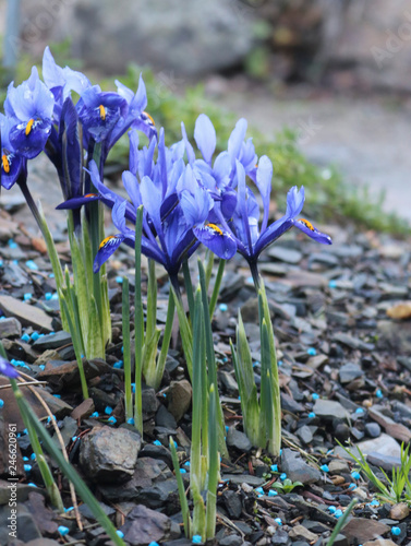 Spring flowers. Iiris. Plants of the Iris family bloom in the mountains, among stones  photo