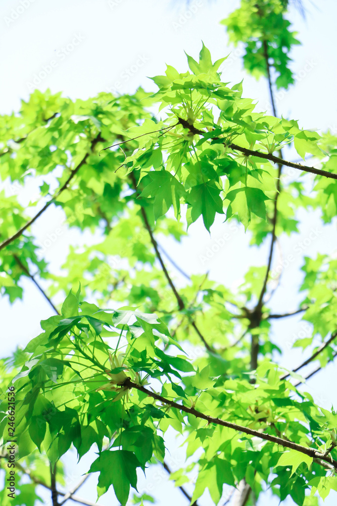 green leaves of tree in spring green leaves of tree in spring