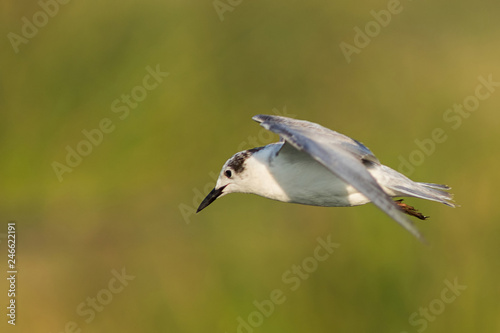 A seagull bird in flight in early morning at nature near a lake.  © priyank