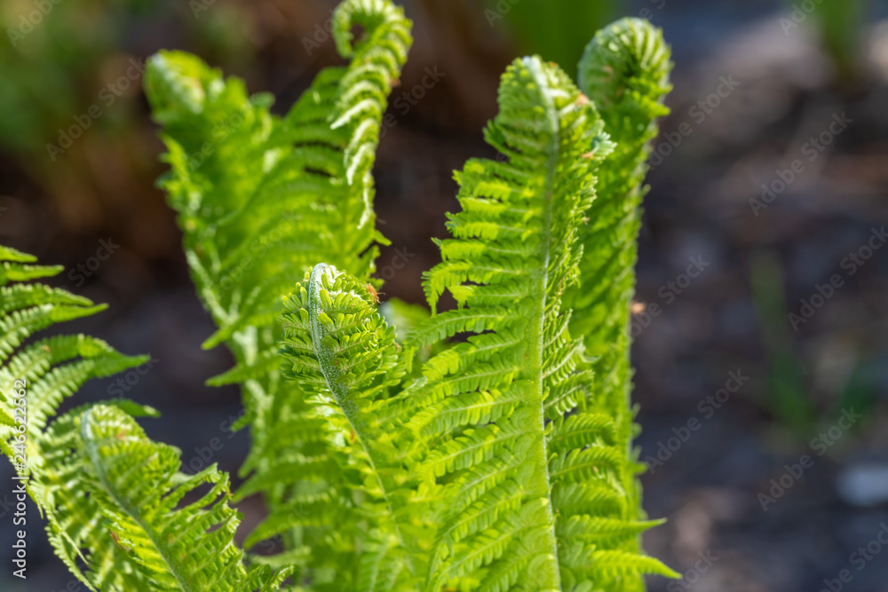 spring bright green fern background spring bright green fern background