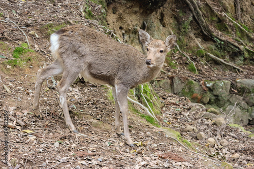 Japanese wild friendly cute deer at Nara national public park. © PATARA