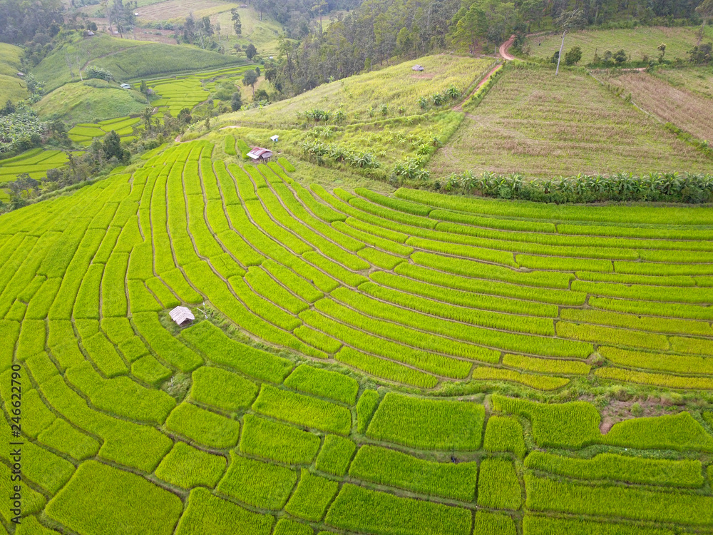 Aerial view of thailand rice field, drone shot