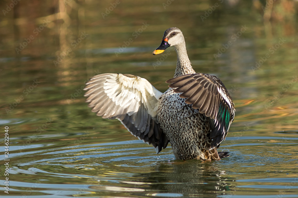 Spot billed duck bird in early morning at river bathing and searching for food in golden light in nature Spot billed duck bird in early morning at river bathing and searching for food in golden light in nature