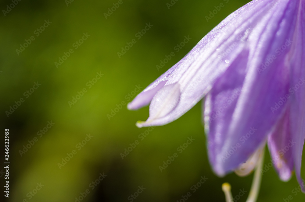 Flower purple hosta growing in the summer garden Flower purple hosta growing in the summer garden