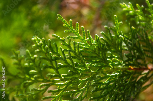 Incense cedar tree Calocedrus decurrens branch close up.