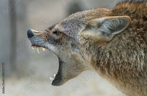 A Golden jackal animal in anger and fight mode in nature. 