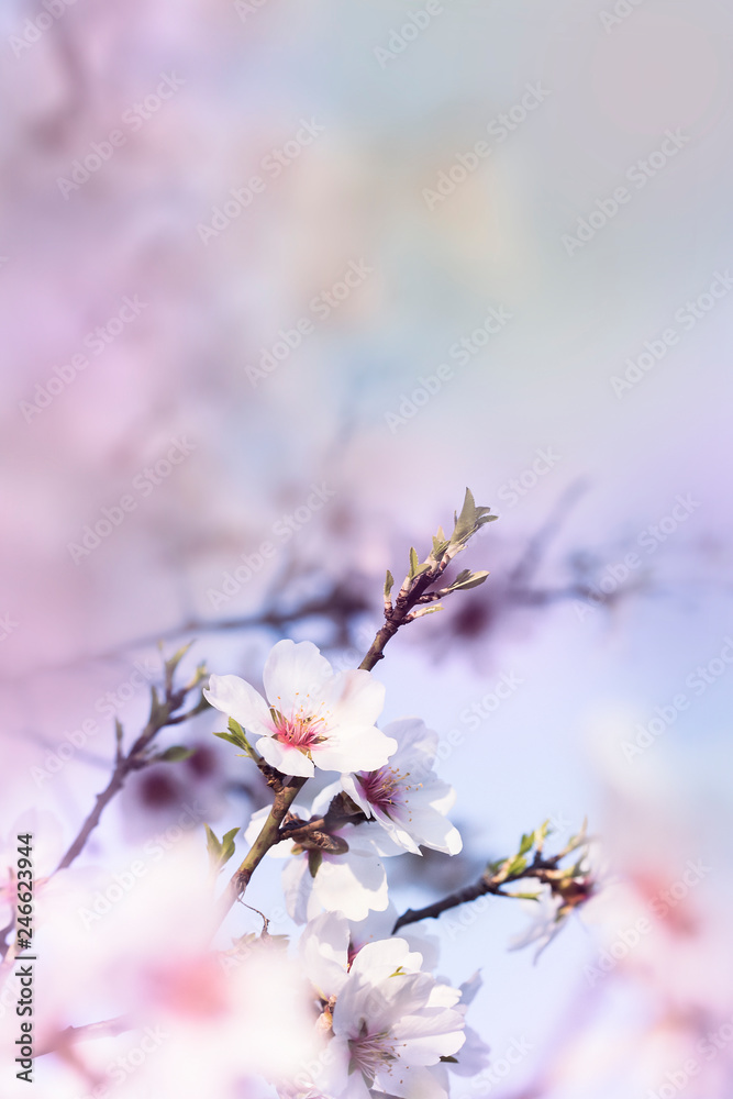 Spring blossoming white spring flowers Spring blossoming white spring flowers
