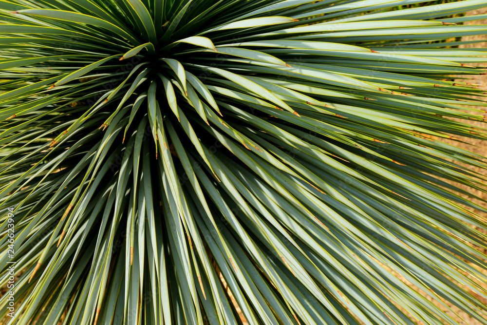 Planta de hojas largas de flores con espinas foto de Stock | Adobe Stock