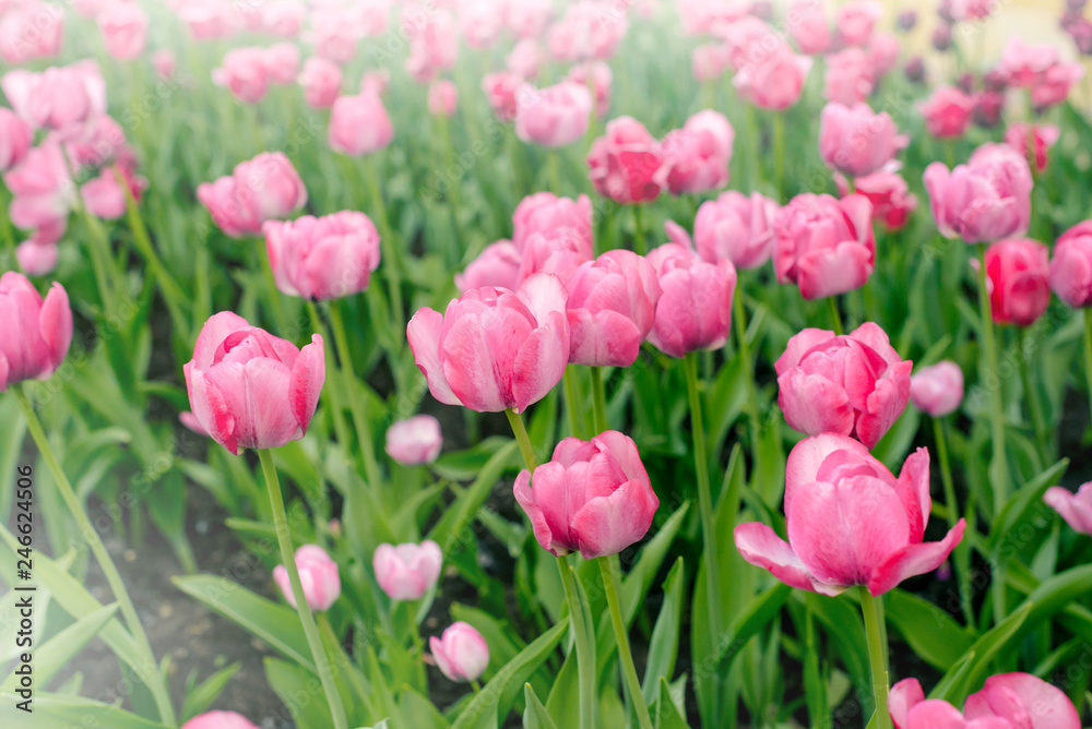 Close-up of pink tulips in the field of pink tulips. Selective focus. International women day.