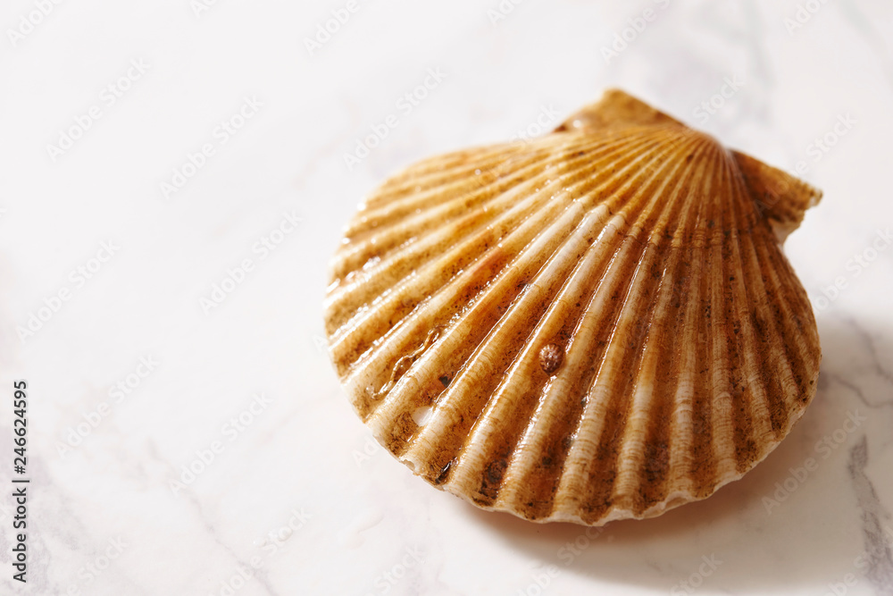Scallop on marble stone table