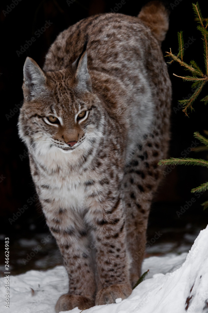 Obraz premium A graceful and beautiful wildcat lynx stretches, arcing its back with an arc, the proud eyes of a cat, a dark background and white snow, the cat stands.