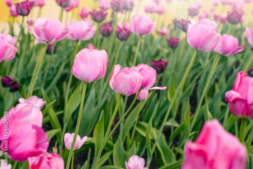 Close-up of pink tulips in the field of pink tulips. Selective focus. International women day. © NATALYA