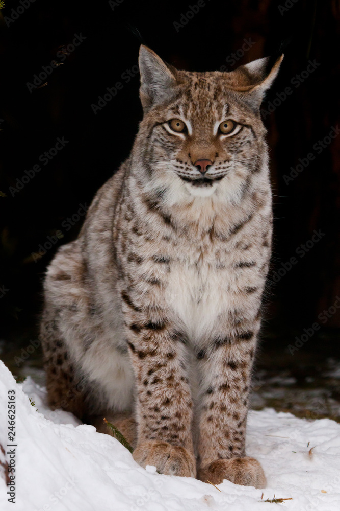 Lynx sits close-up in the snow