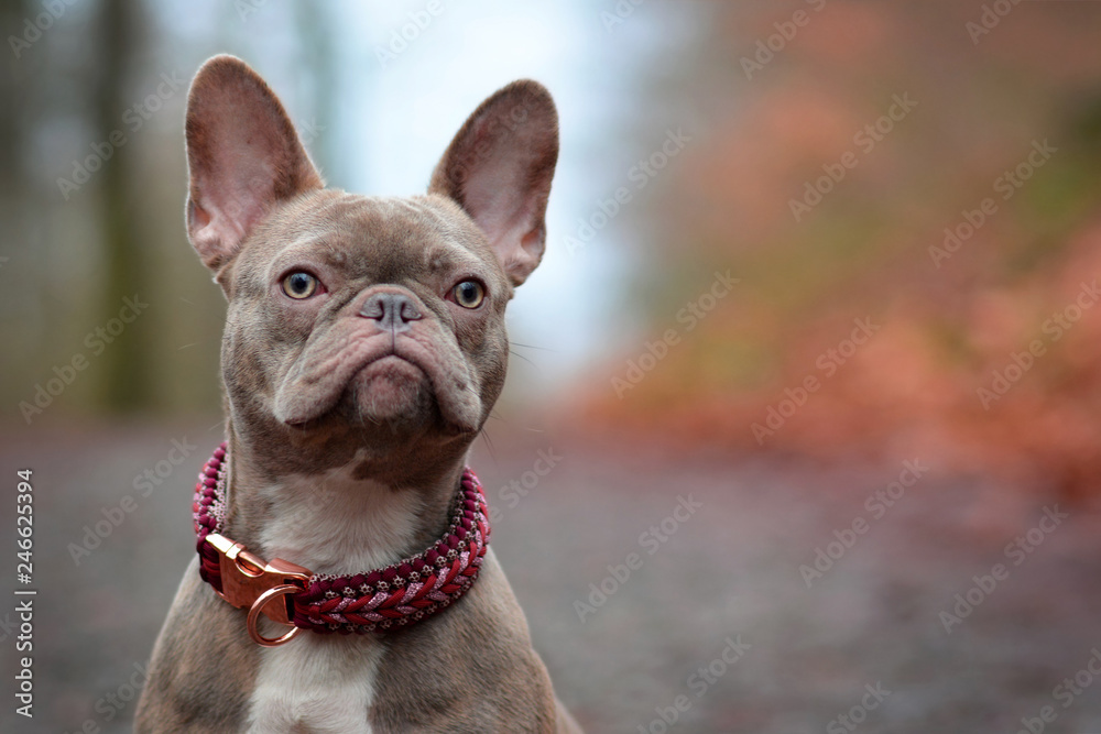 Beautiful rare colored lilac brindle female French Bulldog dog with light amber eyes and paracord collar