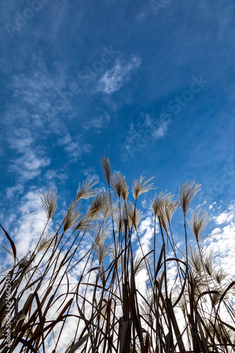 Reed in autumn