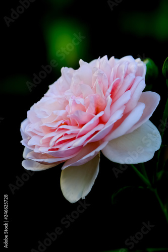 Rose of love 
