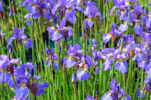 A mass of mauve iris flowers in a garden flowerbed.